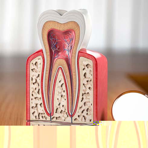 Endodontics in Prince George